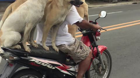 Dog Motorcycle Carpool