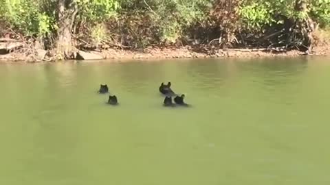 Bear Family Goes for A Swim __ ViralHog