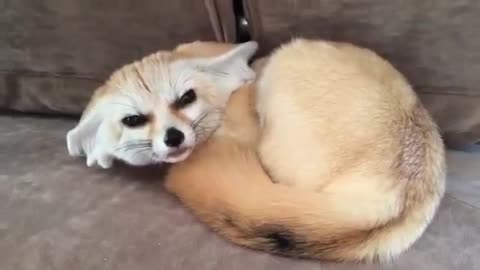 Fox pet - Cutest thing EVER !