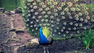 BEAUTIFUL Peacock Opens It’s Tail