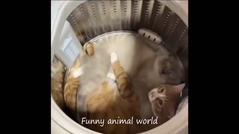 Funny Cat videos 🤣🤣🤣🤣