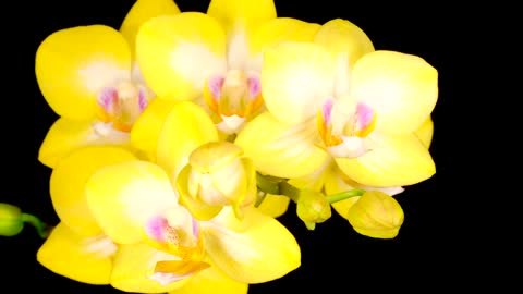 Blooming yellow orchid flower