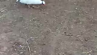 A group of roosters grazing in search of food