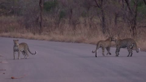 Rare Sight Of Three Leopards Chased By A Hyena
