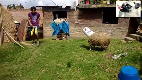 sheep attacking people's,,try stop to laugh funny moment 2021