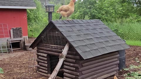 OMC! Chicken on a roof! Rooftop hen! Housetop Orpington!