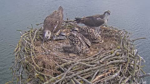 eagle nest with kids