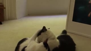 Two white cats play fighting