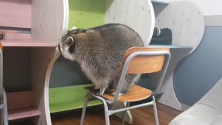 Big raccoon tries to sit on top of desk