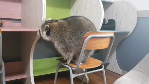 Big raccoon tries to sit on top of desk