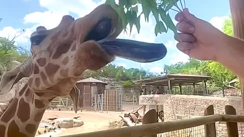 Looks like Brayden the giraffe is in the mood to munch! 🦒🌿