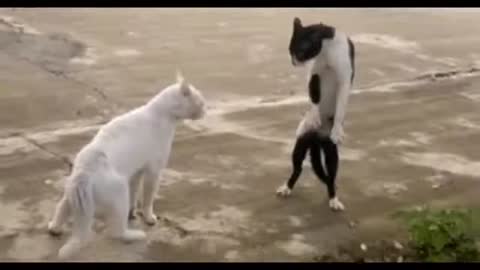 Cat fight funny video 🤣😂