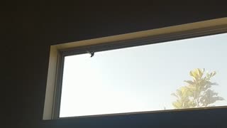 Humming bird stuck in house