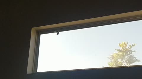 Humming bird stuck in house