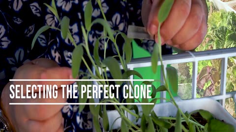 🌱💰 Unleash True Compound Interest with Sage Cloning in Your Living Pantry! 🌱📈