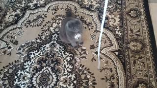 Play with funny cat