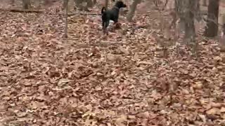 A Dog in the woods!!!