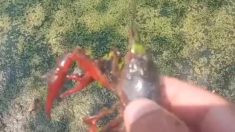 Caught a lobster