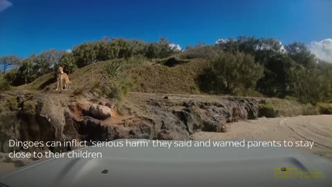Australia : Dingo bites sunbathing turist in Queensland