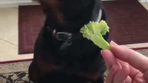 Rottweiler Says No To Vegetables And Yes To Chinese