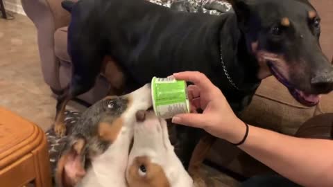 Watch these dogs politely take turns sharing a tasty snack