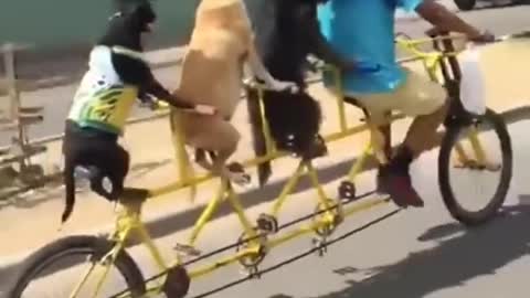 Cachorros andando de bicecleta com seu dono kkk