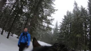 Dog Wearing GoPro Decides To Climb A Sign