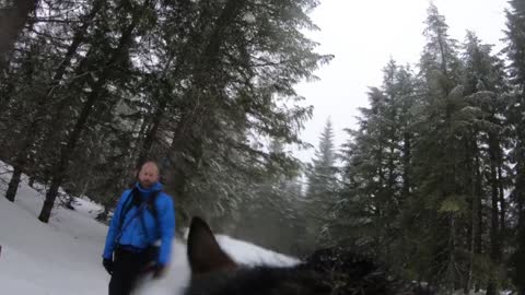 Dog Wearing GoPro Decides To Climb A Sign