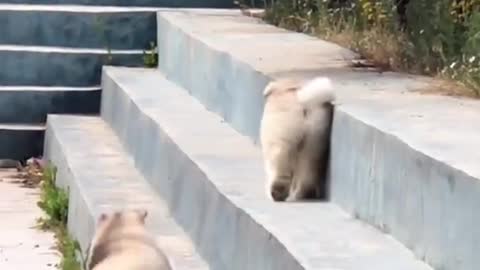 three cute little dogs with funny moment