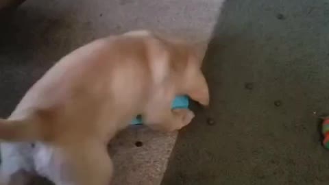Lab Puppy Battles Slow Down Bowl