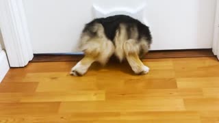 Corgi Loves Slipping Through Kitty Door