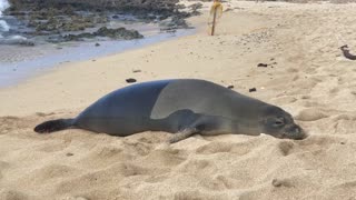 Fat seal farts in beach