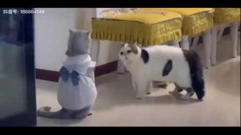 funny dogs and cats videos 2020