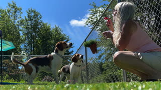 Beagle Buddies N Bubbles