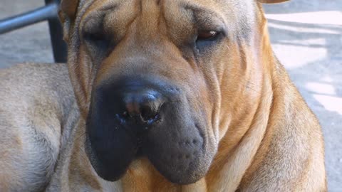 Funny Red Shar Pei_Dog.