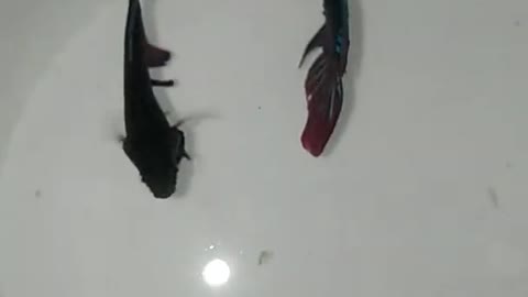 fish fight