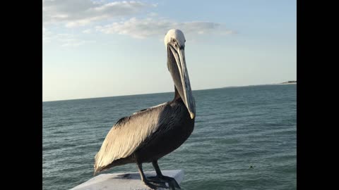 A Serendipitous Encounter with a Galápagos Brown Pelican at Clearwater Beach, Florida