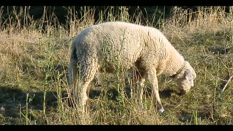 A small sheep grazing in Germany