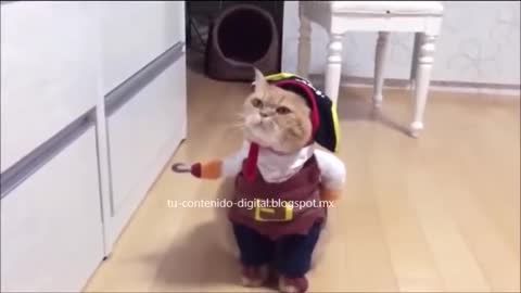 el gatito pirata