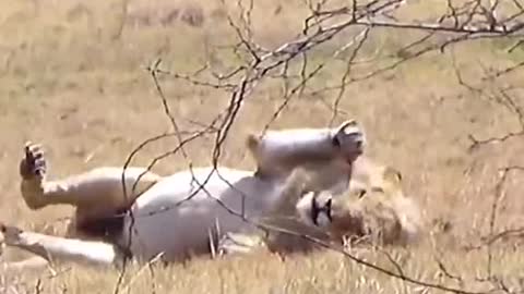 LION BITTEN BY POSONOIS SNAKE !