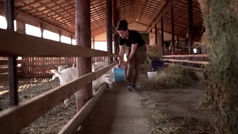 After floods last year, Greek farmers now face goat plague | REUTERS| RN