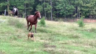 Horse proudly runs for the joy of running