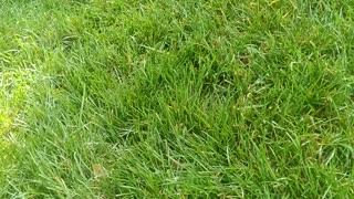 How Fescue Grass Appears?