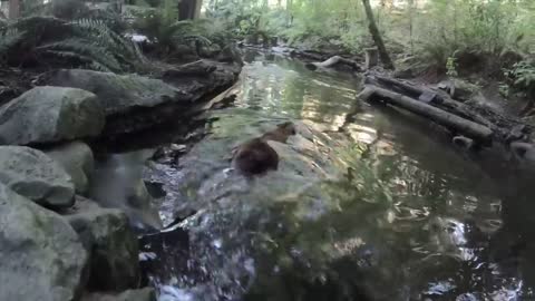 Beavers Maple And Filbert Collab On A Dam