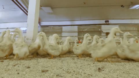 Crowd of adult ducks at poultry farm