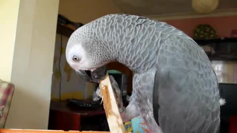 Gray Parrot Eats Steak Of Wood - Mad wonderful pets