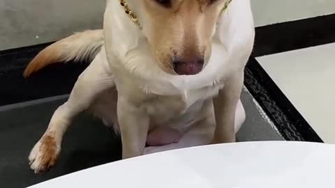 Try not to laugh with this dog so cute and funny dog