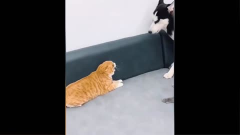 Most funny & refreshing video of cat & dog