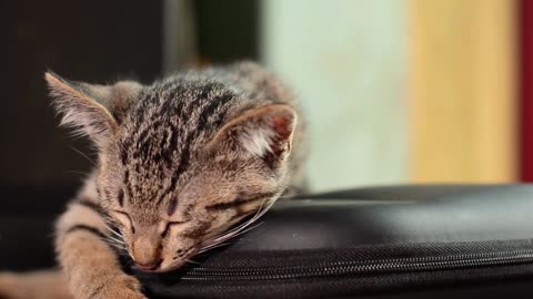 Short Video of Sleep Music for Cats!