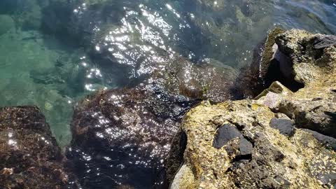 A Little Sea Turtle Feeding 2